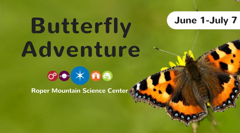Butterfly Adventure 